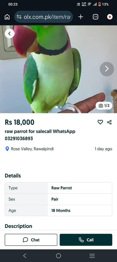 raw parrot for salecall WhatsApp 03291036893