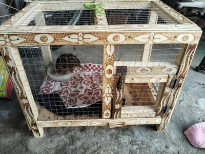 birds and chicks cage
