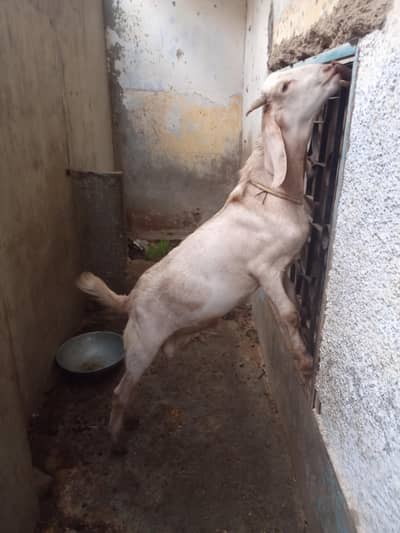 tapri bakra