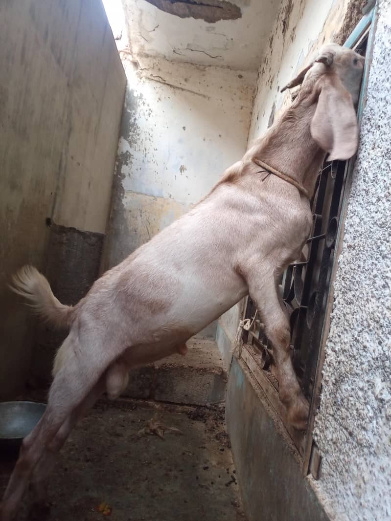 tapri bakra 1