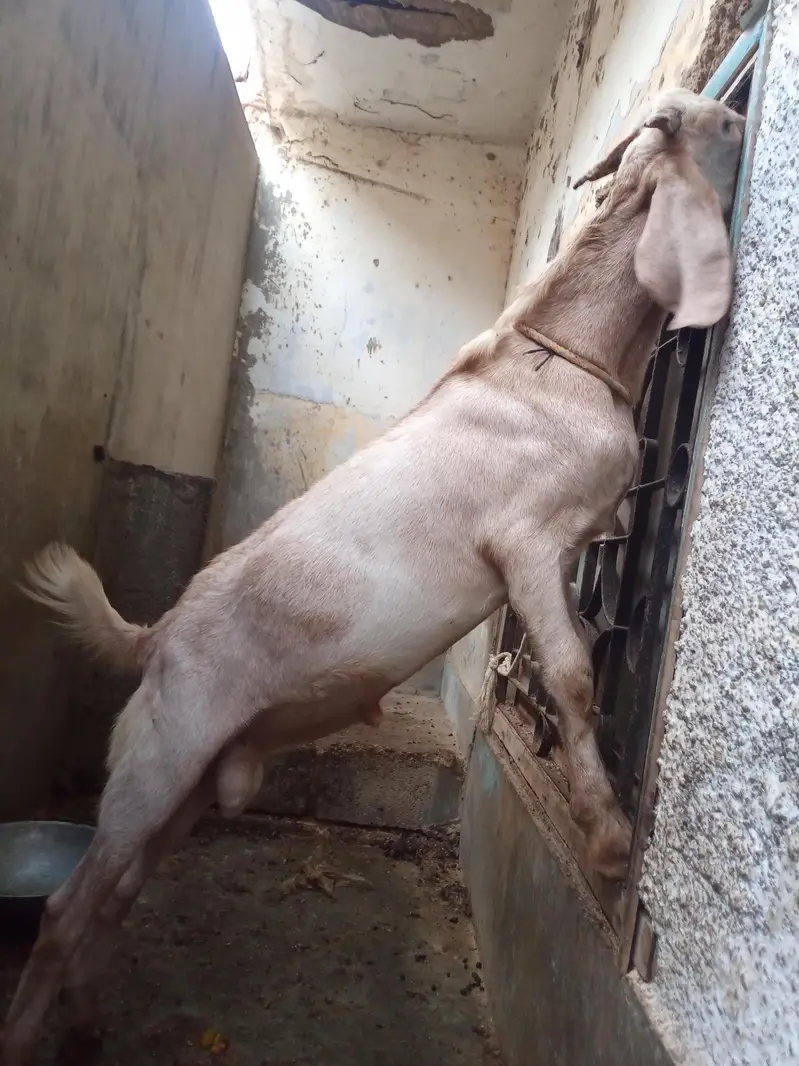 tapri bakra — photo 2