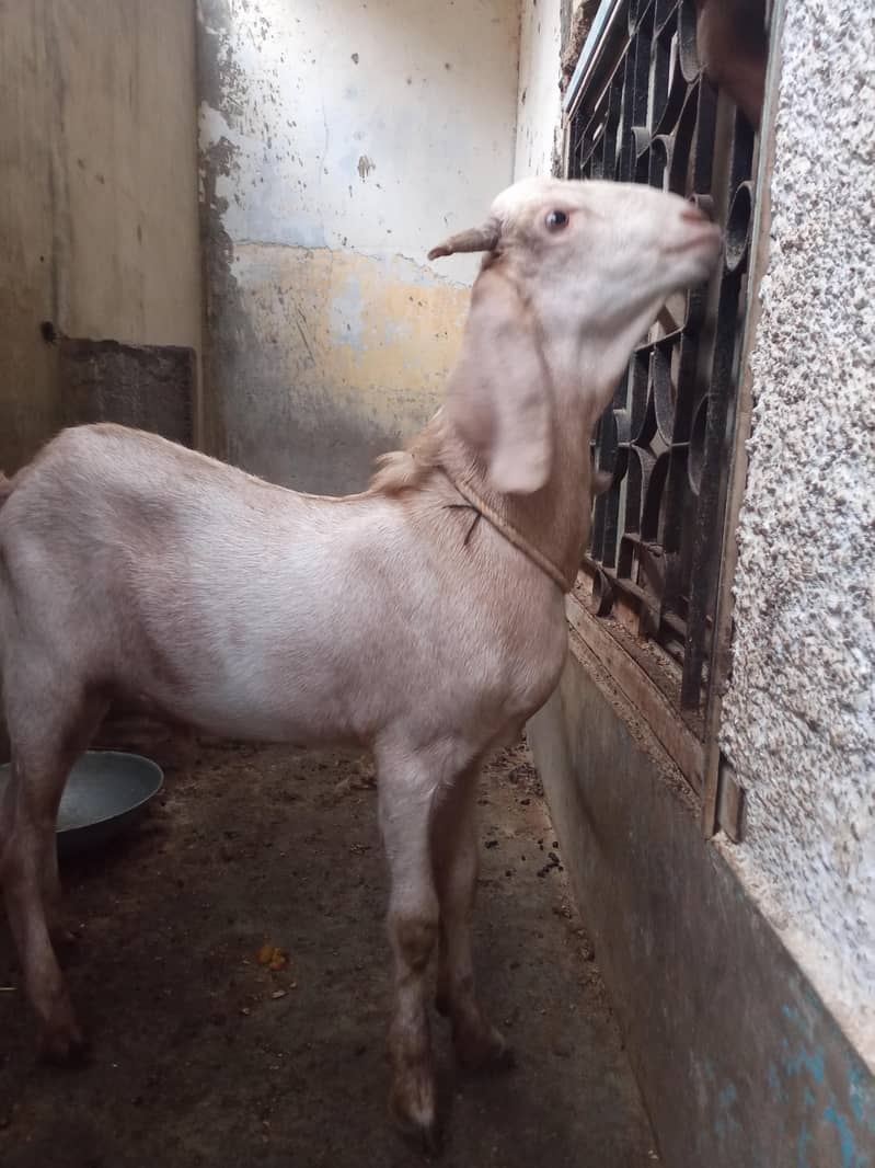 tapri bakra 2