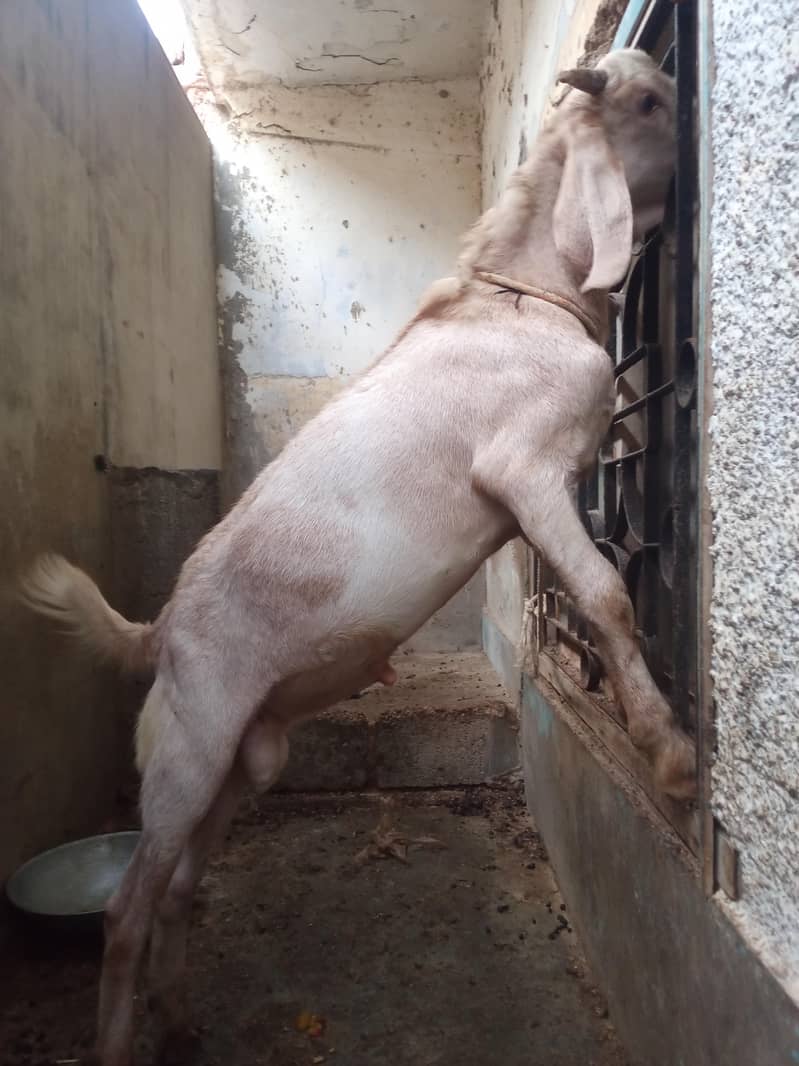 tapri bakra 3