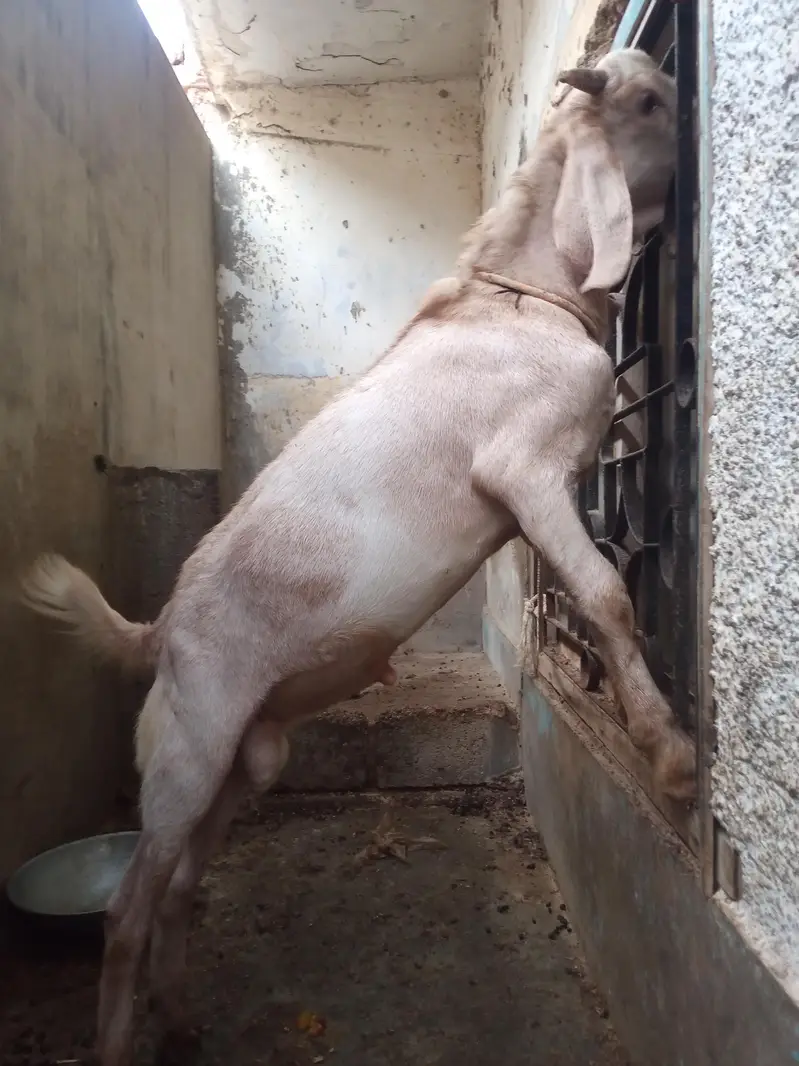 tapri bakra — photo 4