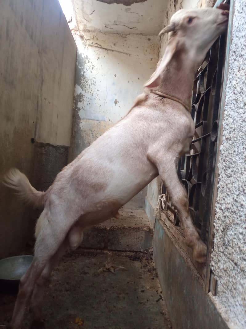 tapri bakra 4
