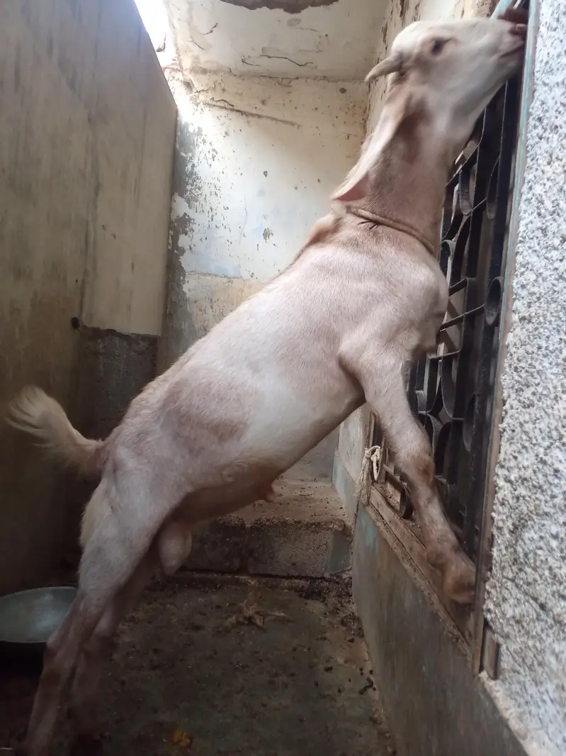 tapri bakra — photo 5