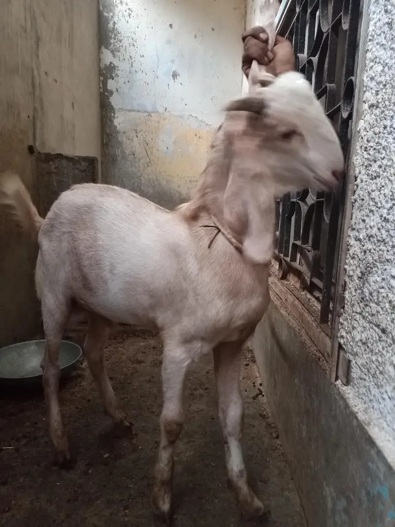 tapri bakra — photo 6