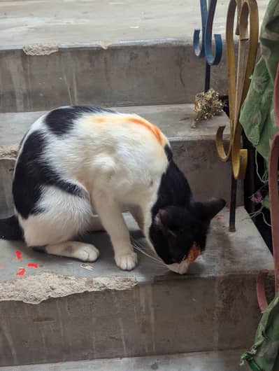 Ghar pali huwi cat he
