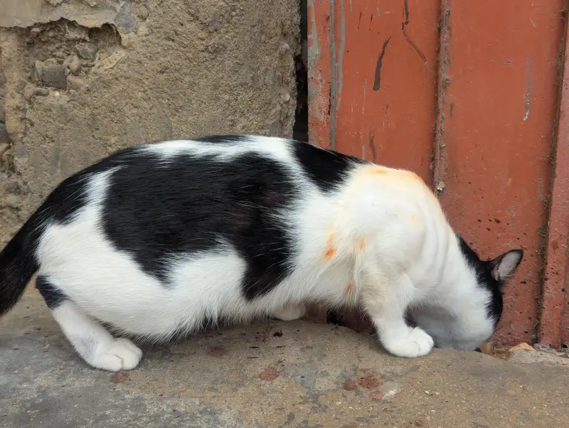 Ghar pali huwi cat he — photo 2