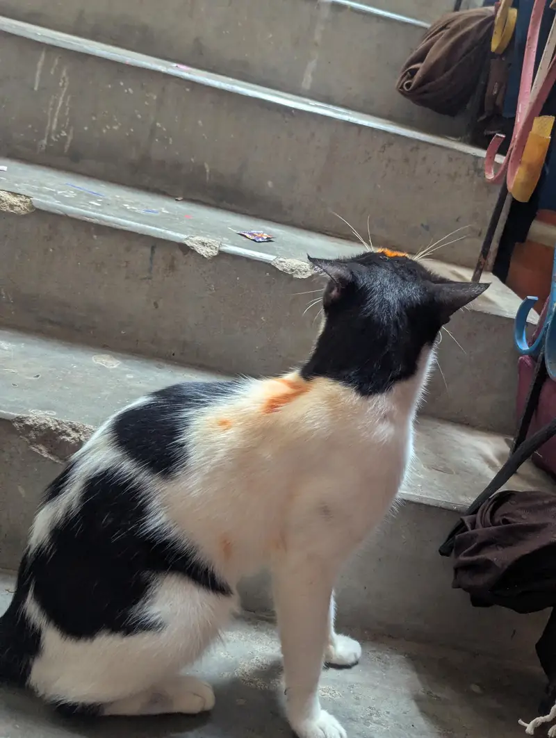Ghar pali huwi cat he — photo 3