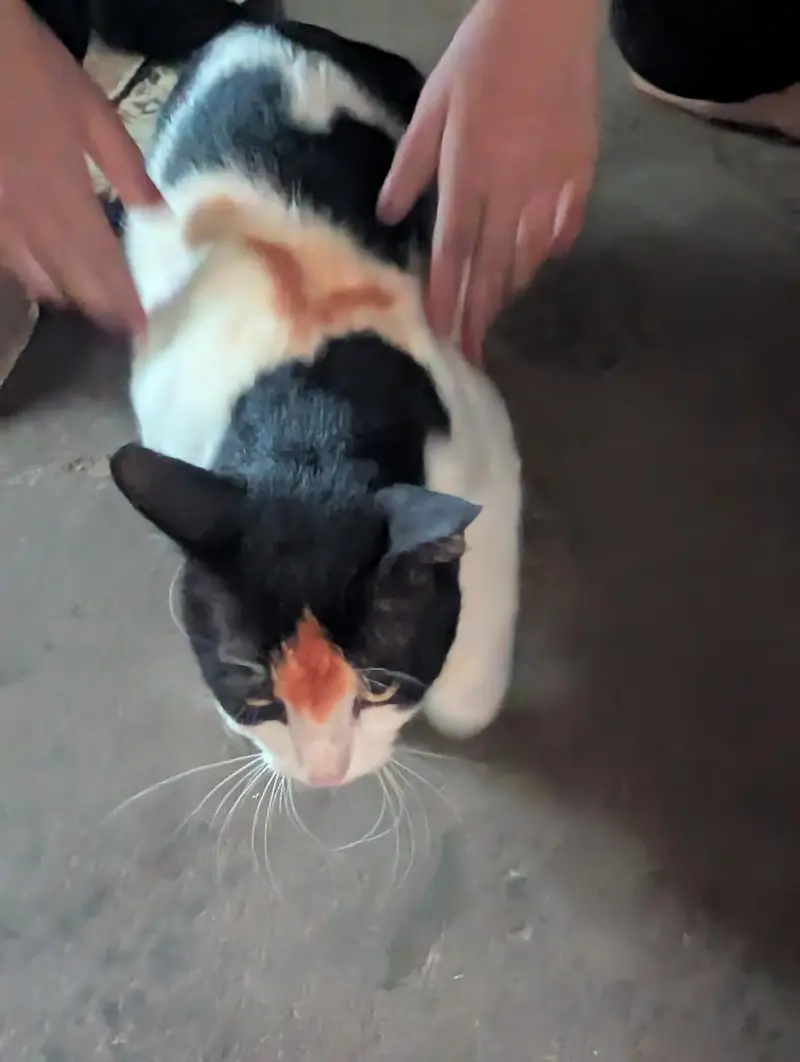 Ghar pali huwi cat he — photo 4