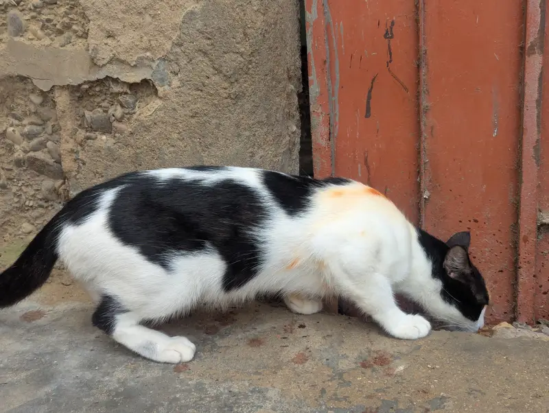 Ghar pali huwi cat he — photo 5