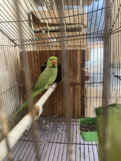 Breeder Ringneck Pair