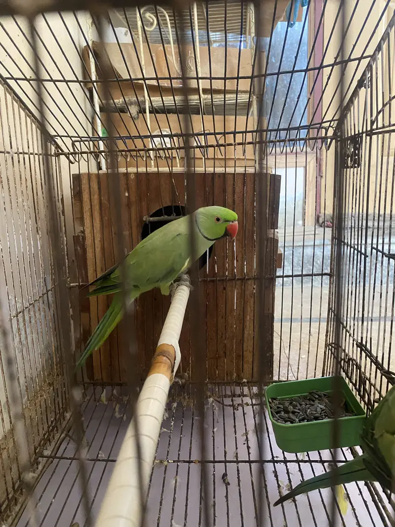 Breeder Ringneck Pair — photo 2