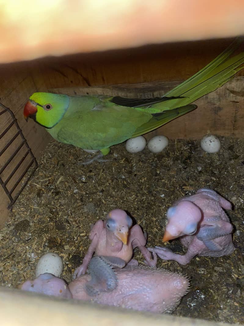 Breeder Ringneck Pair 2
