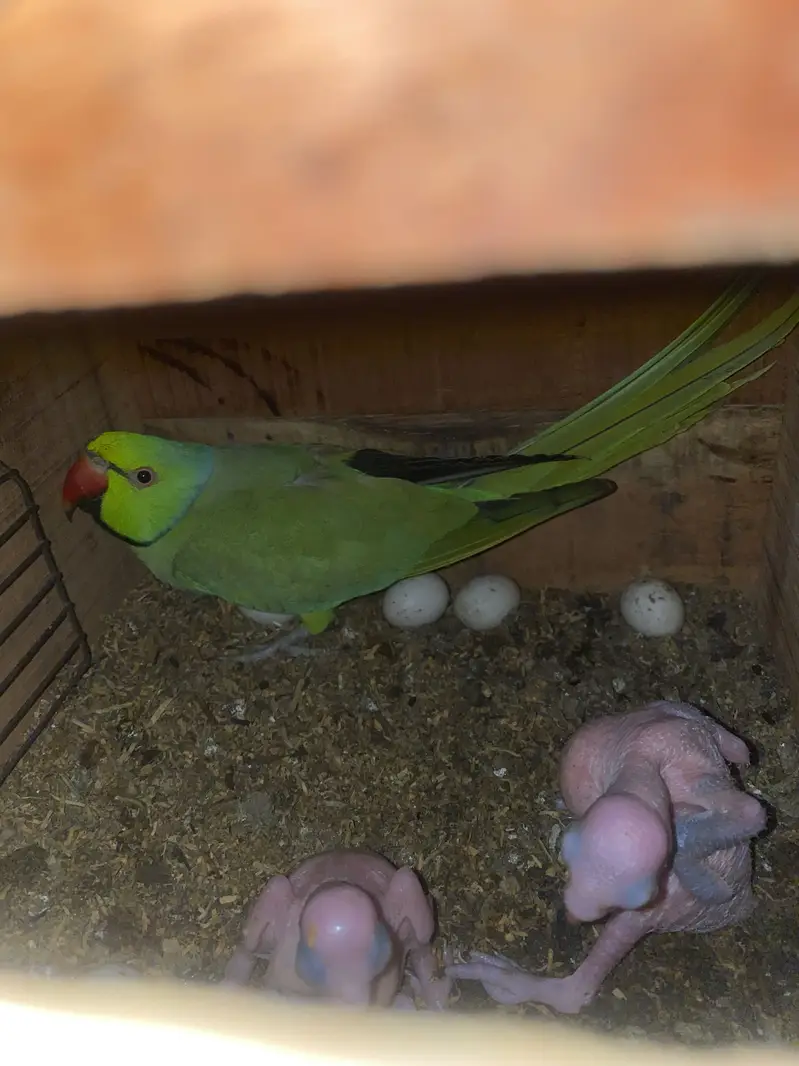 Breeder Ringneck Pair — photo 4