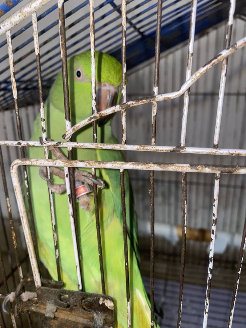 Breeder Ringneck Pair 4