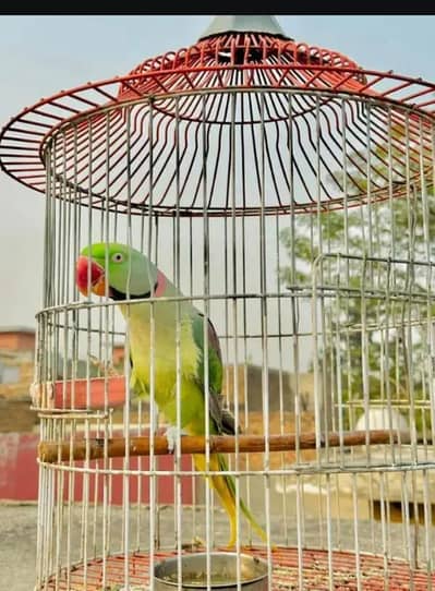 raw parrot for salecall WhatsApp 03291036893