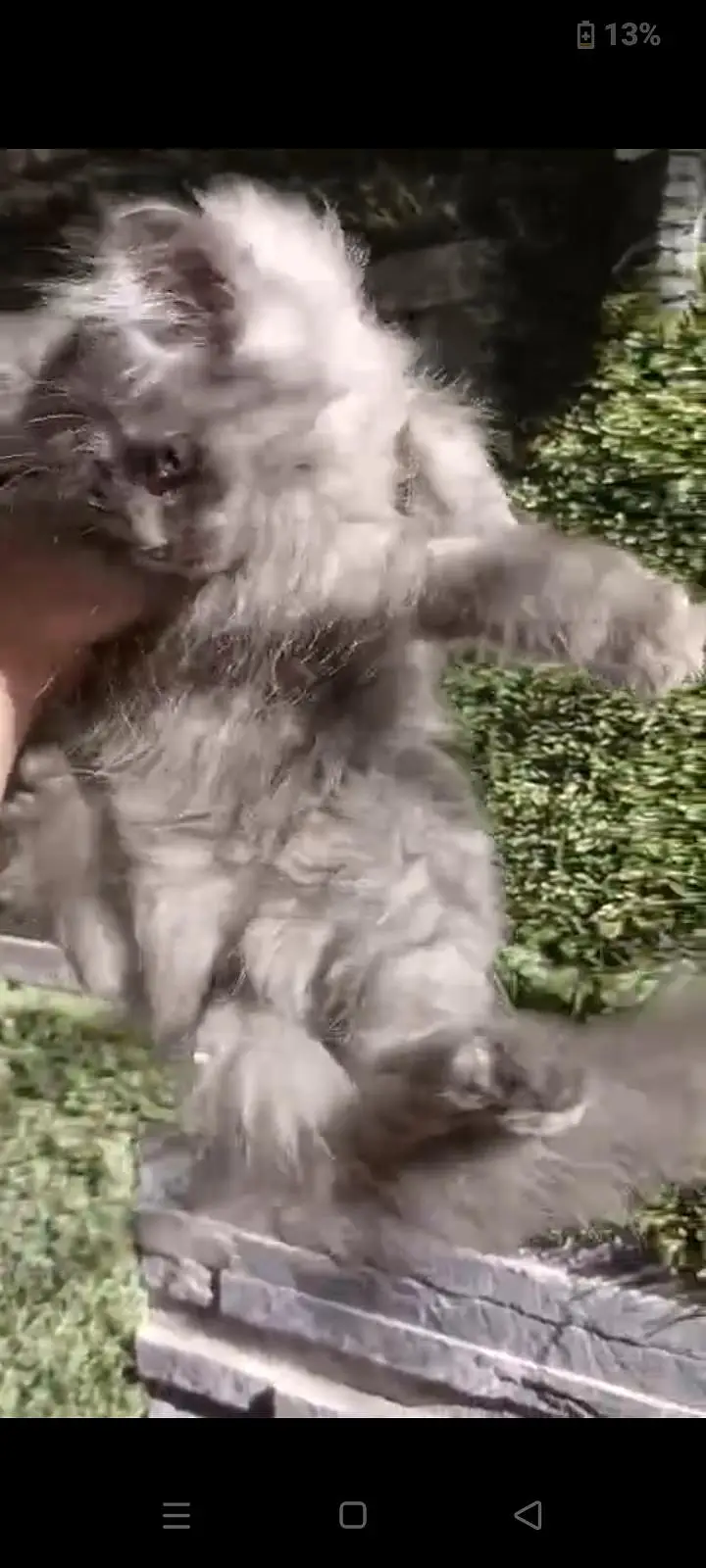 black cat Persian pair — photo 2