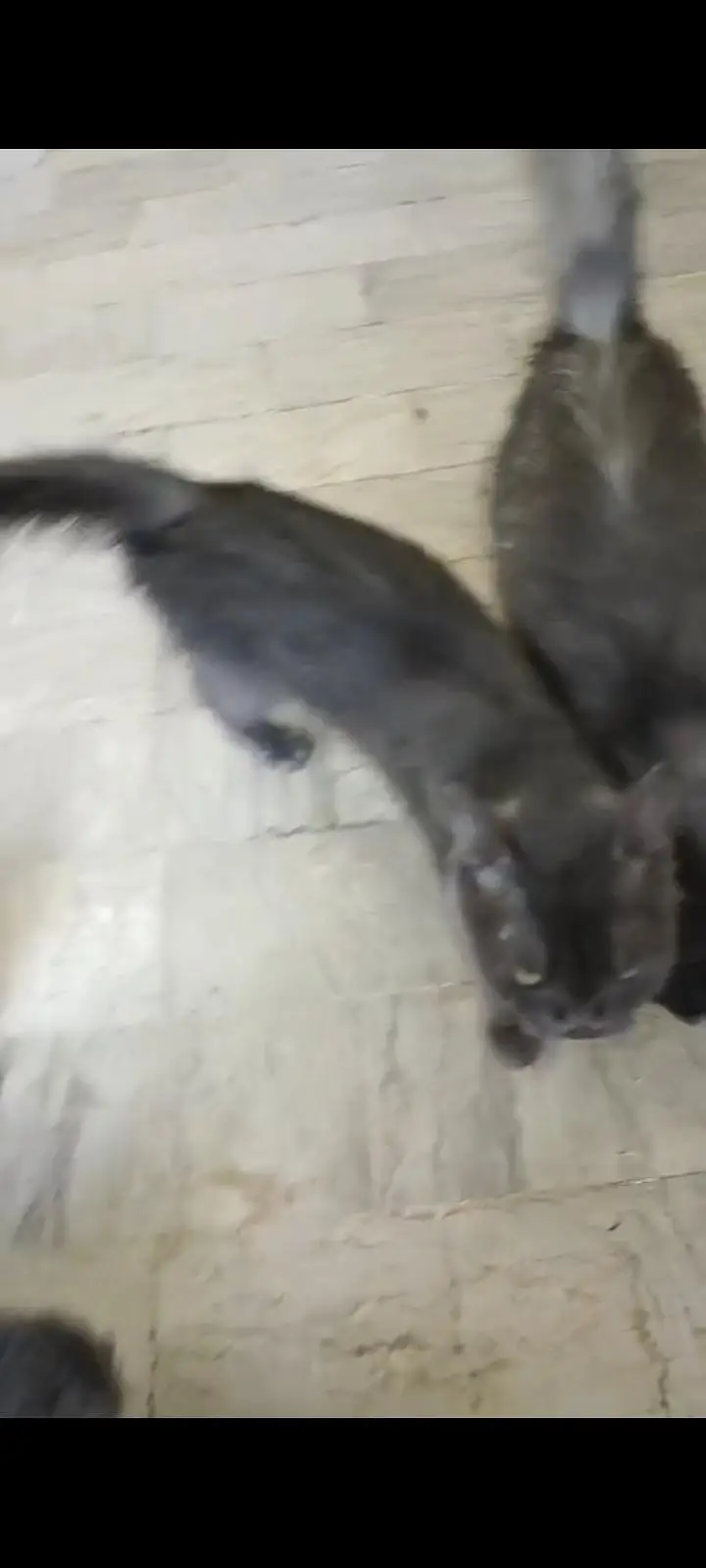 black cat Persian pair — photo 4