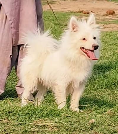 Russian pink nose puppy / Russian Dogs