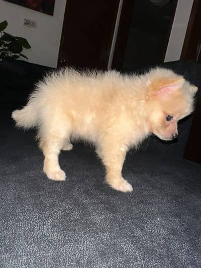 Pomeranian Puppy | Teacup Puppy | Pomeranian Toy Breed Pyppy For Sale
