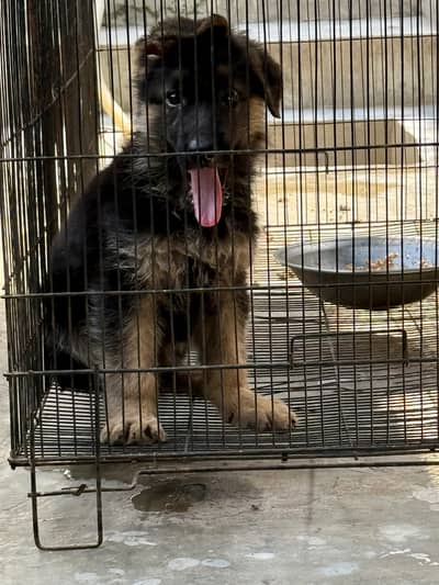 German shepherd male puppy