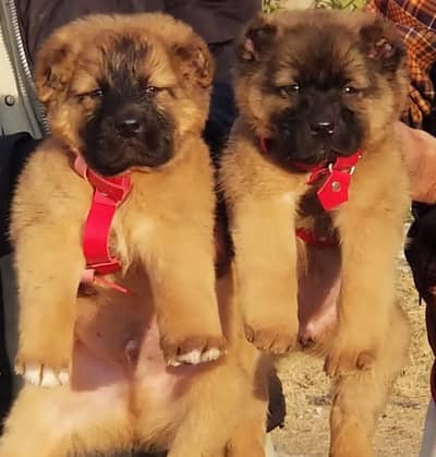 Alabai Pair / security Dog / Afghan Kochi / King kurdish kangal pair