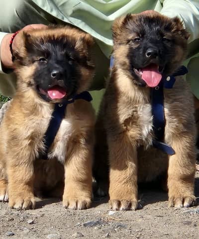 Alabai Pair / security Dog / Afghan Kochi / King kurdish kangal pair