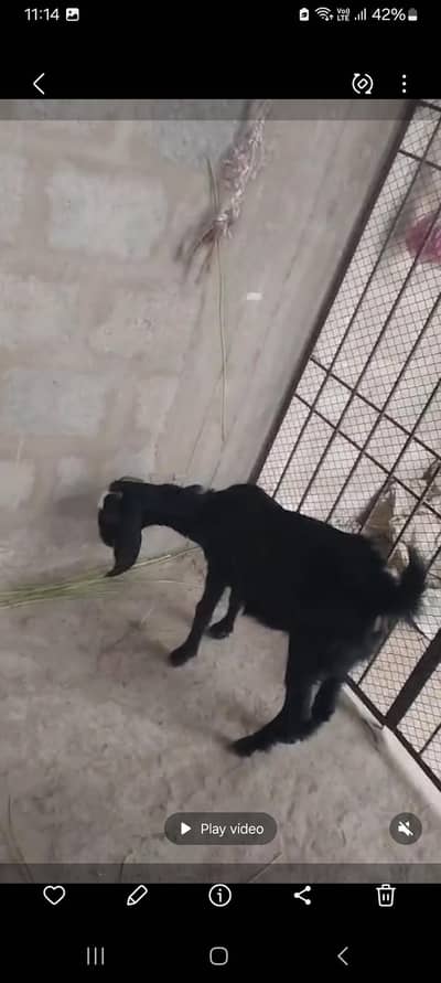 bakre for sale two Gots for sale