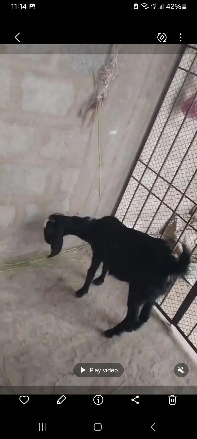 bakre for sale two Gots for sale