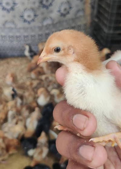 Australorp and Rir Chikes 03029596978