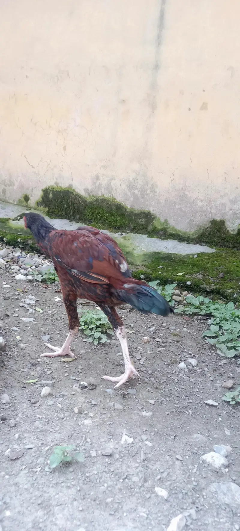 aseel patha — photo 3