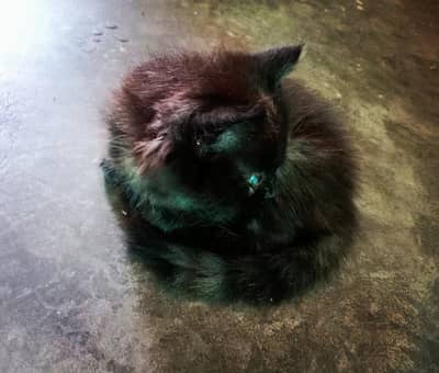 Persian kittens are available!