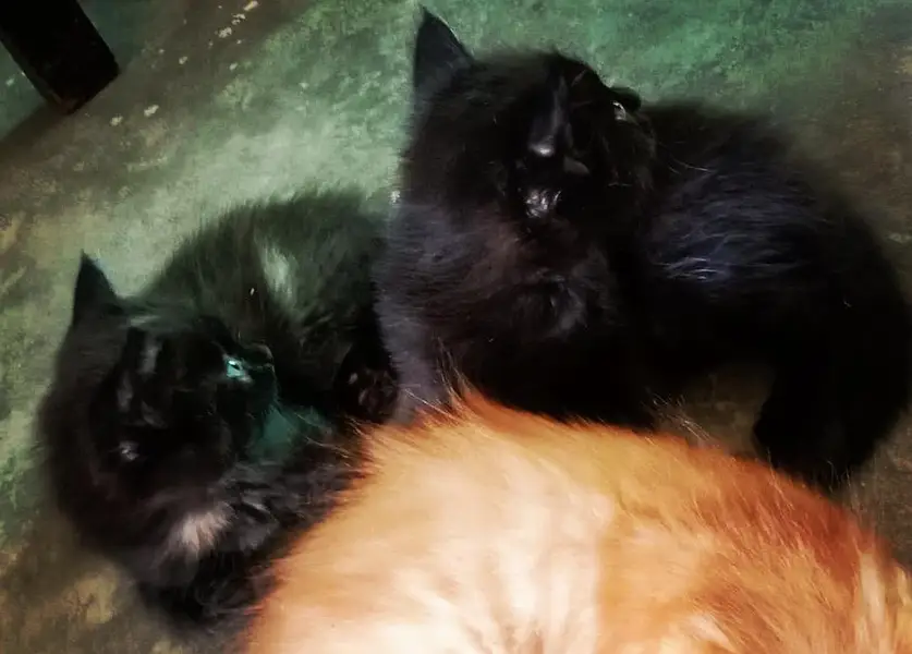 Persian kittens are available! — photo 2