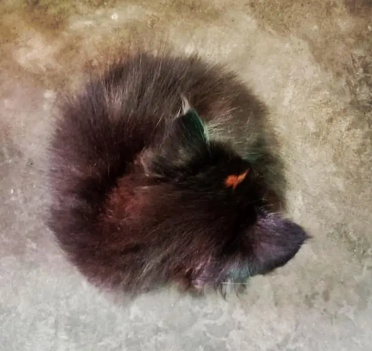 Persian kittens are available! — photo 3