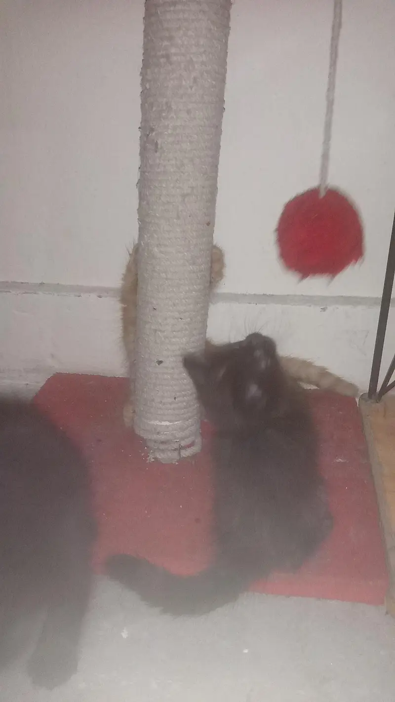 Persian kittens are available! — photo 4