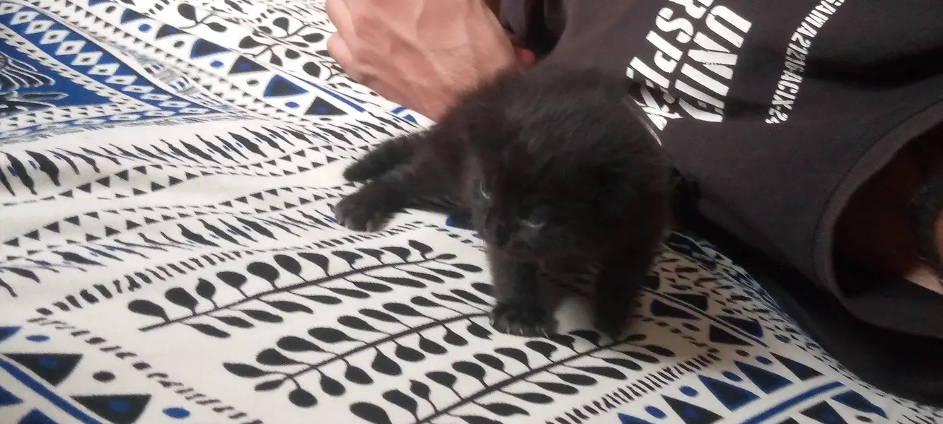 Persian kittens are available! — photo 5