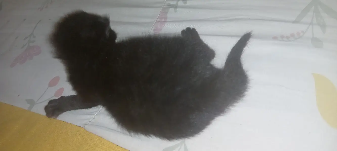 Persian kittens are available! — photo 6
