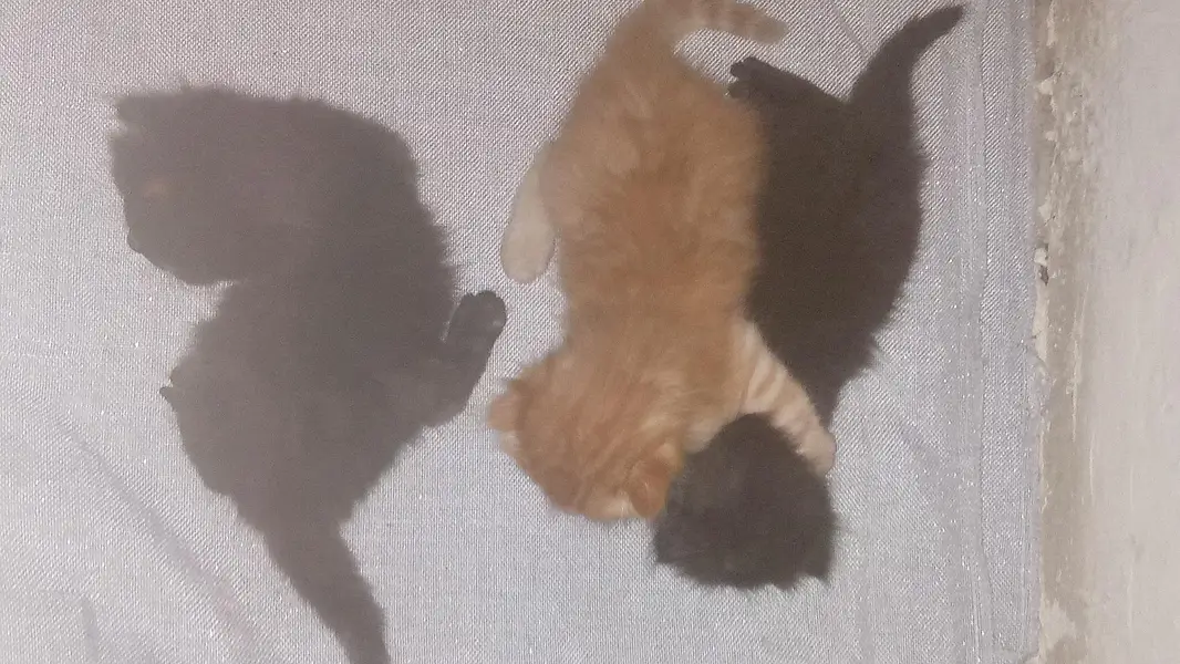 Persian kittens are available! — photo 7