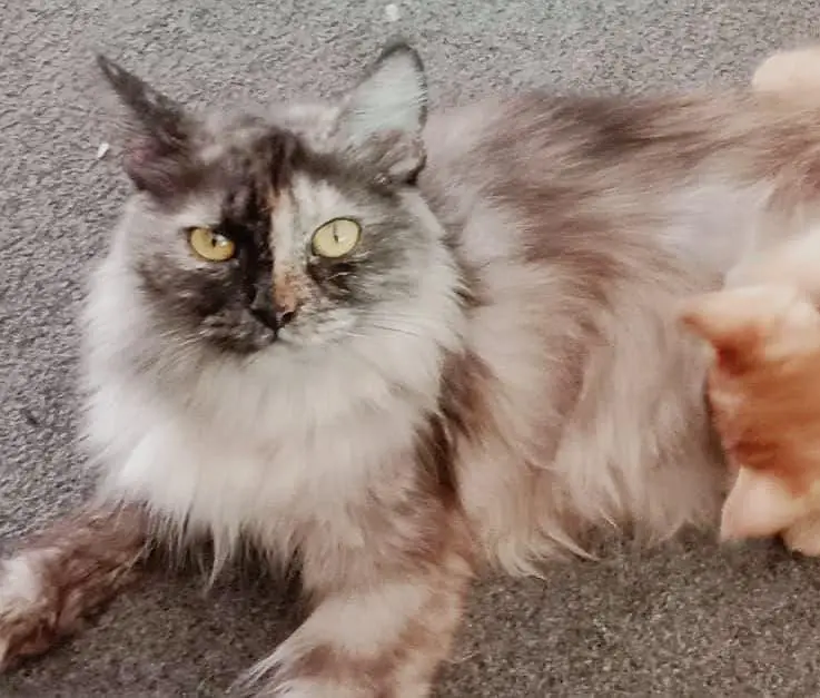 Persian kittens are available! — photo 8