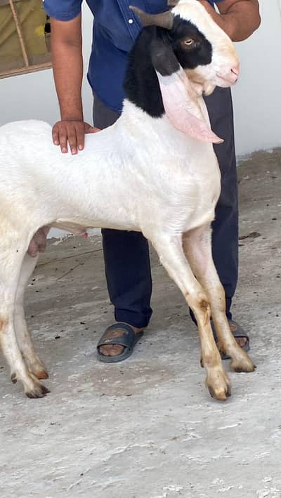 BKARA GULBAHI ABLUCK BISSER RATE FINAL READ DISCRIPTION FIRST