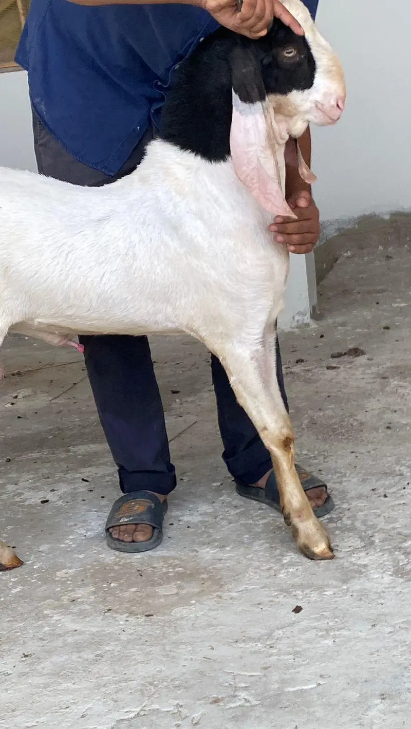 BKARA GULBAHI ABLUCK BISSER RATE FINAL READ DISCRIPTION FIRST — photo 4