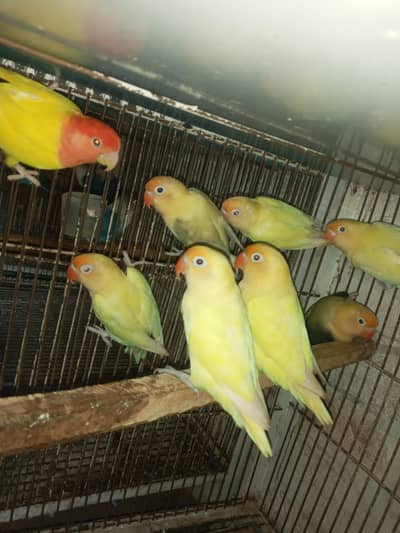 cremino or decino or albino Red eyes
