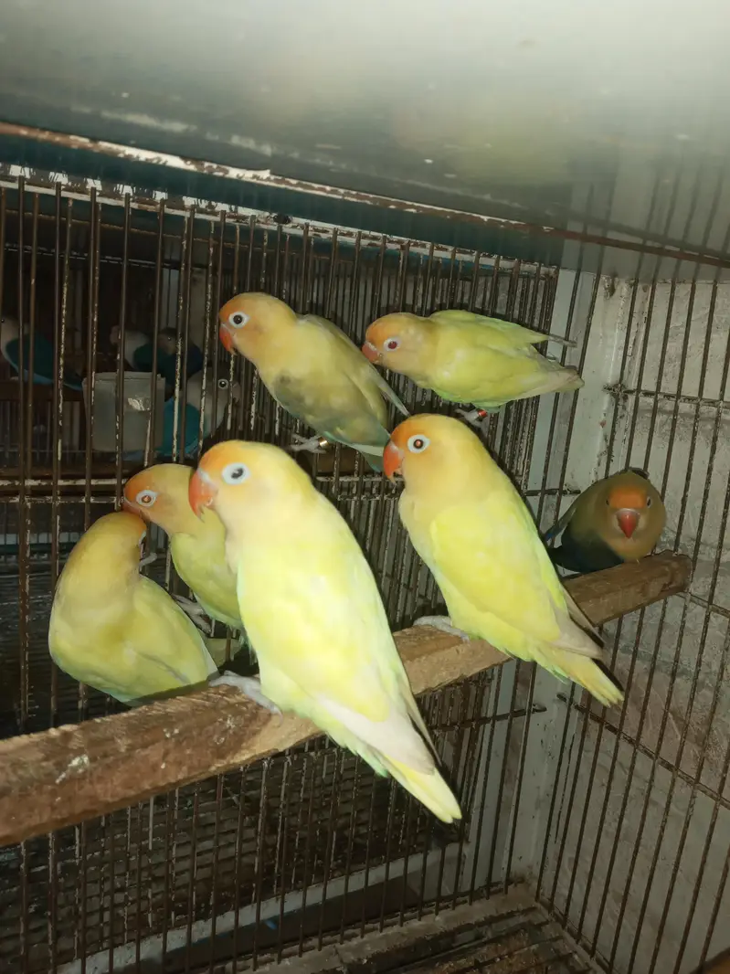 cremino or decino or albino Red eyes — photo 2