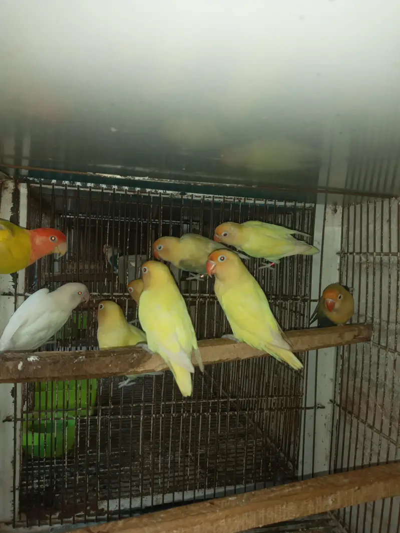 cremino or decino or albino Red eyes — photo 3