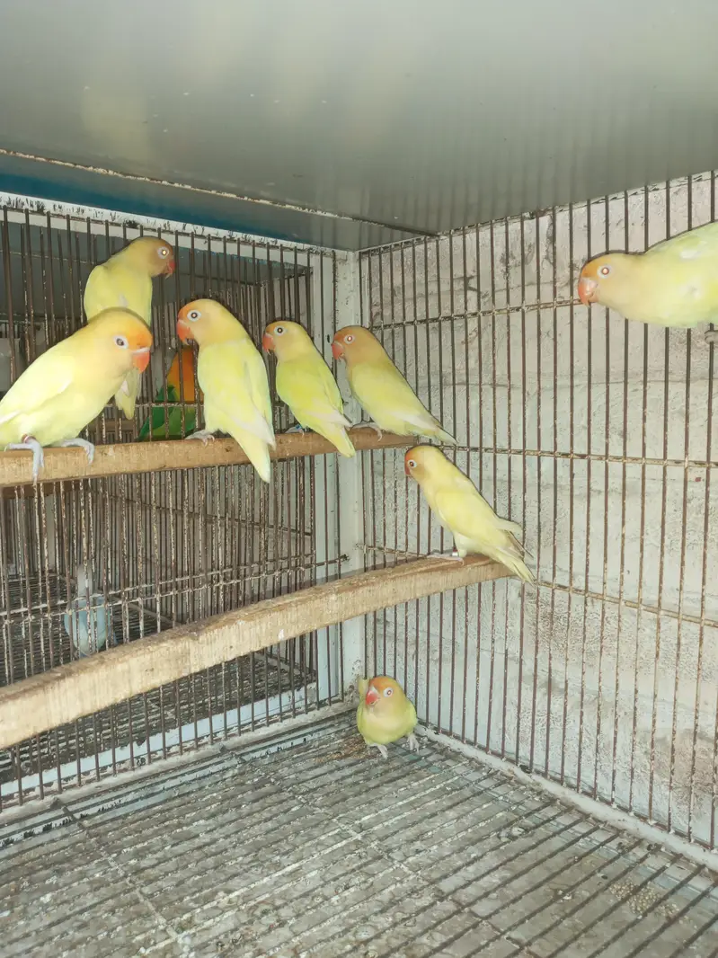 cremino or decino or albino Red eyes — photo 4