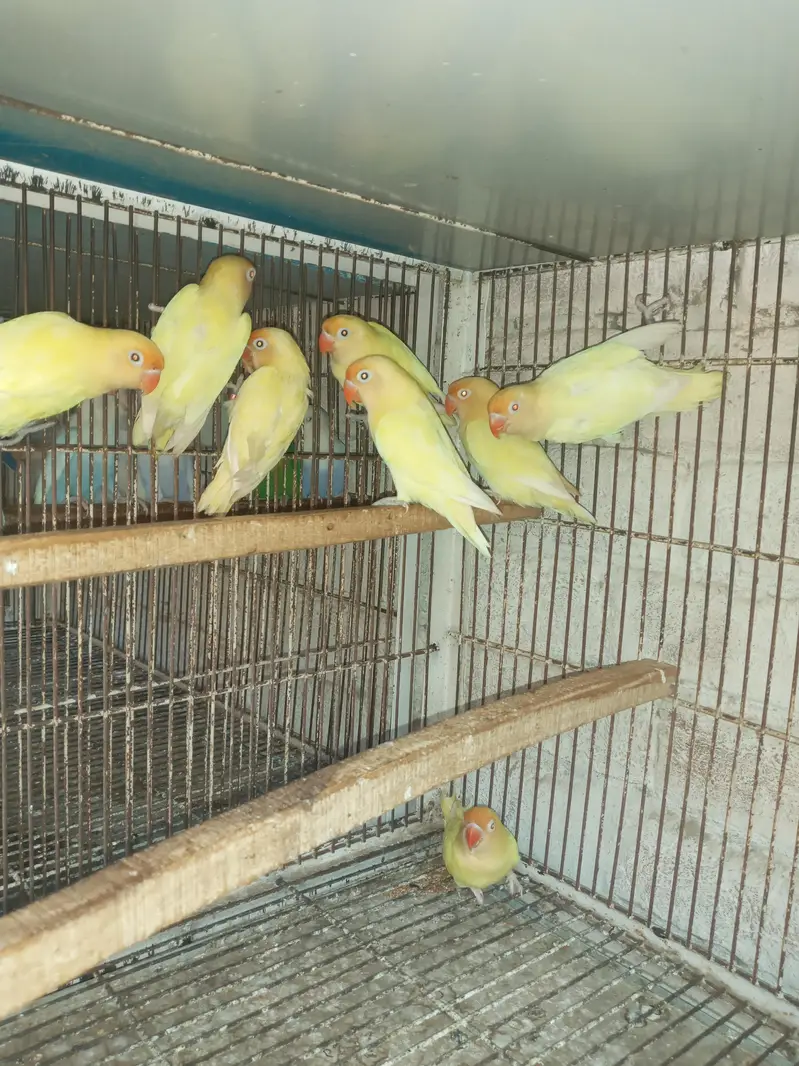 cremino or decino or albino Red eyes — photo 5
