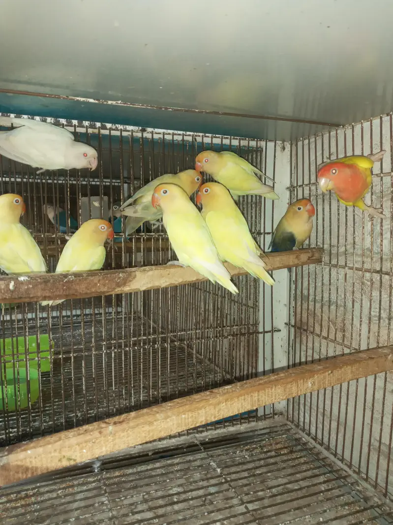 cremino or decino or albino Red eyes — photo 6