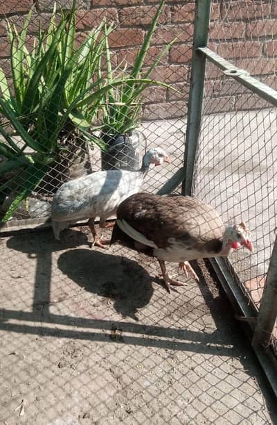 Guinea fowl Pair For Sale